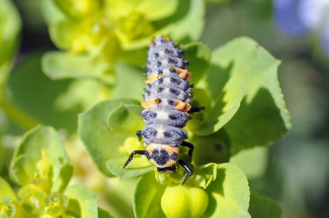 Larva di Coccinella septempunctata